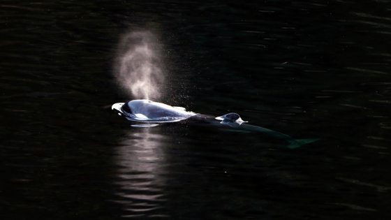 Orca calf swims out of Canadian lagoon where it had been trapped more than a month – MASHAHER