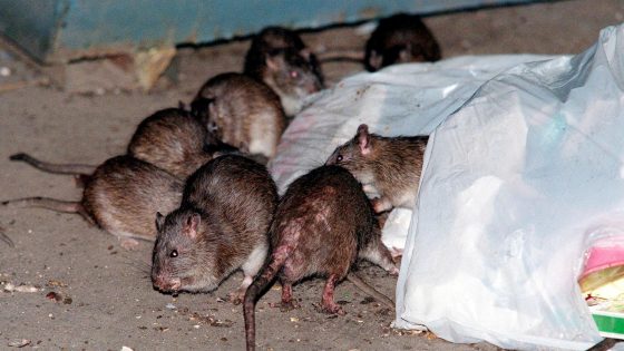 How to get rid of NYC rats without brutality? Birth control is one idea – MASHAHER