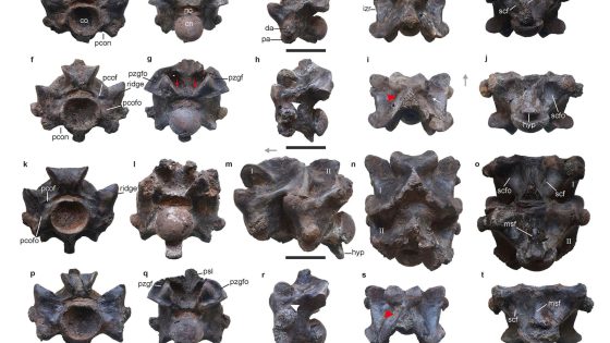 This ancient snake in India might have been longer than a school bus and weighed a ton – MASHAHER