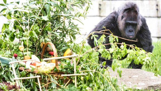 Berlin zoo celebrates birthday of Fatou, believed to be the world’s oldest gorilla – MASHAHER