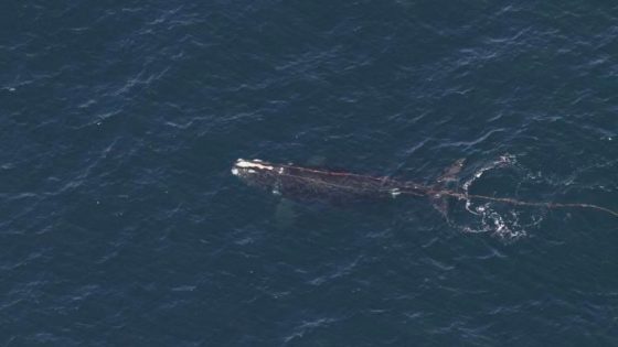 Right whale found entangled off New England in devastating year for the species – MASHAHER