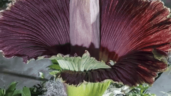 Thousands View Bloom of Rare Corpse Flower – MASHAHER