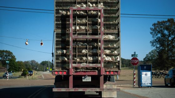 Farm Animals Are Hauled All Over the Country. So Are Their Pathogens. – MASHAHER