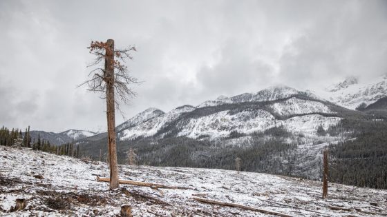 Logging in Banff to Save it from Canada’s Wildfires – MASHAHER