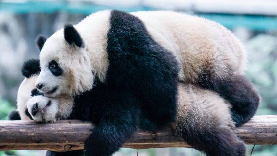 Giant Pandas Are Returning to San Diego, China Announces – MASHAHER