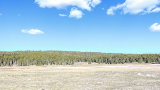 Can you spot the Yellowstone bison and three grizzly bears? – MASHAHER