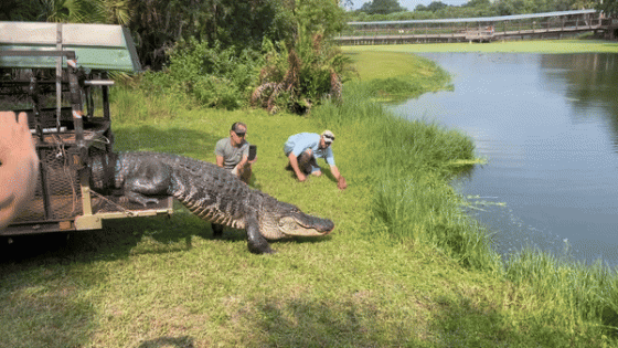 Gator Relocated to Animal Park After Second Visit to Florida Air Force Base – MASHAHER