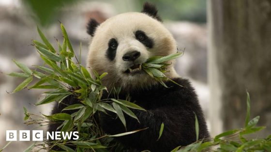 DC zoo to receive a new pair of giant pandas from China – MASHAHER