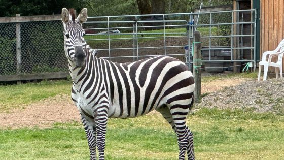 Last of Escaped Zebras Captured After Being Lured With White Bread – MASHAHER