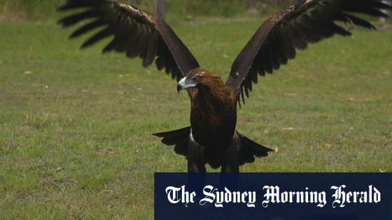 Byron Bay Wildlife Hospital releases an eagle into the wild – MASHAHER