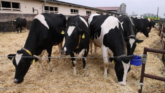 Third human case of bird flu tied to dairy cattle outbreak – MASHAHER