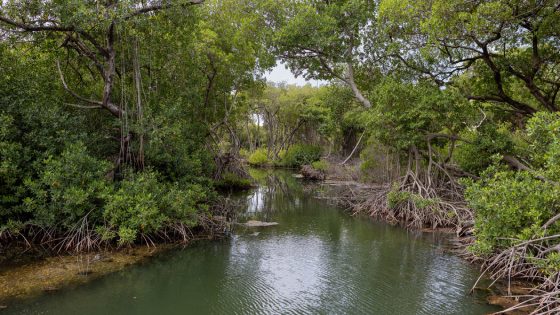 In the Caribbean, Mangroves Draw Visitors in Search of Wildlife and Quiet – MASHAHER