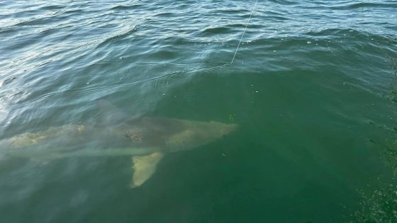 What’s on the line? Local fisherman catches 7-foot shark fishing near the Skyway Bridge – MASHAHER