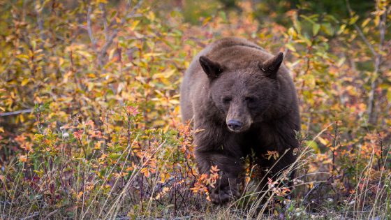 Bear meat kebabs at a family reunion lead to rare outbreak of roundworm disease – MASHAHER