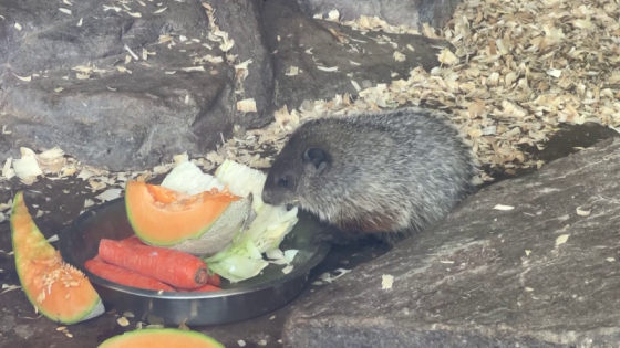 Punxsutawney Phil, wife Phyllis announce names of pups – MASHAHER