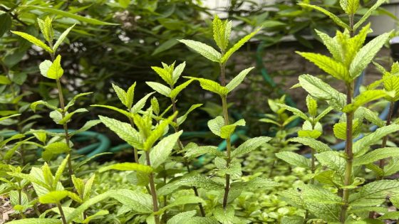 Luckily for cooks and gardeners, some herbs come back year after year – MASHAHER