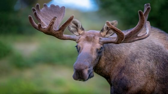 Moose kills man attempting to take photos of her newborn calves – MASHAHER