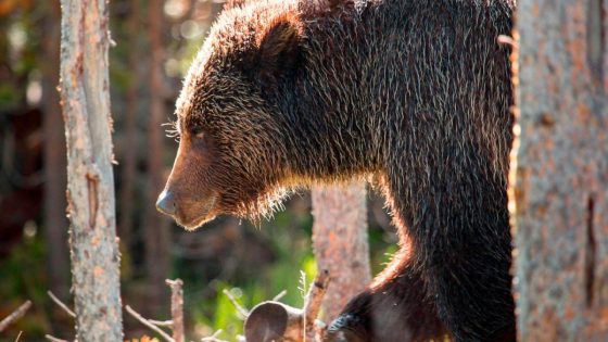 35-year-old man survives grizzly bear attack after encountering 2 of them at national park – MASHAHER