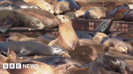 A record number of sea lions gather in San Francisco – MASHAHER