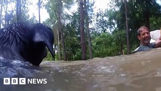 Bodycam shows jet ski rescue of man and dogs in Texas floods – MASHAHER