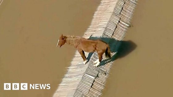 Horse stranded on rooftop and airport floods in Brazil – MASHAHER