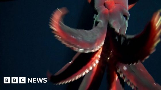 Rare footage shows deep-sea squid attacking camera – MASHAHER