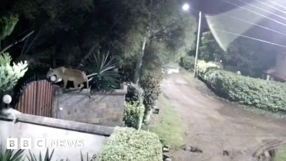 Kenyan lion takes dog from family home, CCTV reveals – MASHAHER