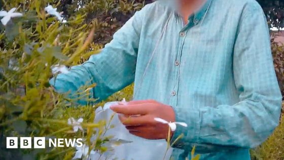 Luxury perfumes linked to child labour, BBC finds – MASHAHER