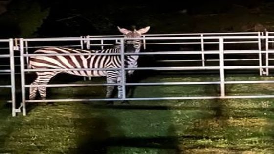 After six days, North Bend zebra finally corralled, but method questioned by locals – MASHAHER