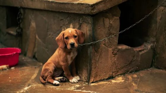 Puppy Abandoned Tied to Pole in Parking Lot in Pennsylvania – MASHAHER