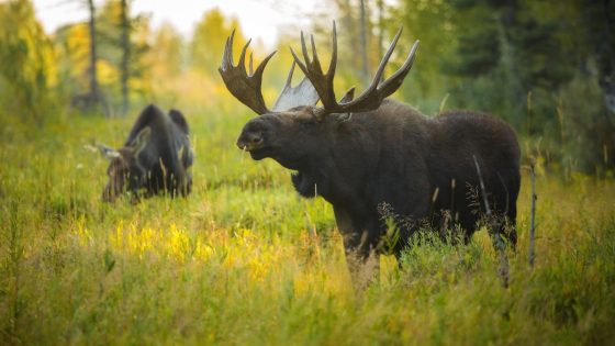 Video shows Yellowstone hiker running for his life after disturbing moose for photos – MASHAHER