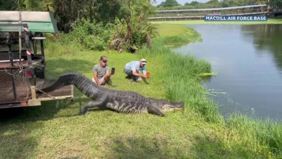 Gator found on Air Force base renamed ‘MacDill,’ released back into wild – MASHAHER