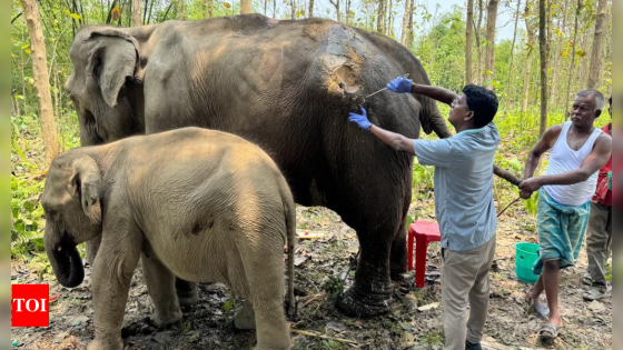 Anant Ambani’s Vantara lauded for timely rescue of ailing elephant, calf in Tripura | India News – MASHAHER