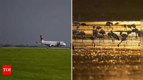 Aircraft about to land at Mumbai airport flies into flock of flamingos, at least 40 birds dead – MASHAHER