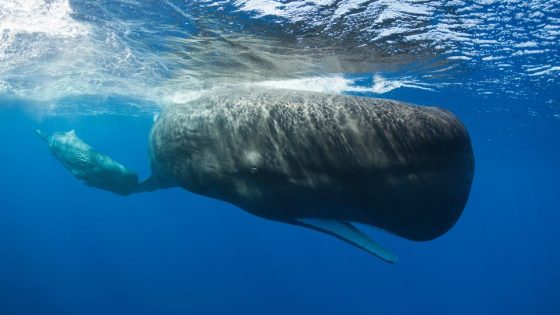 Scientists say they’ve discovered a ‘phonetic alphabet’ in whale calls – MASHAHER