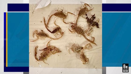 Scorpions invade southwest Las Vegas valley neighborhoods, residents say – MASHAHER