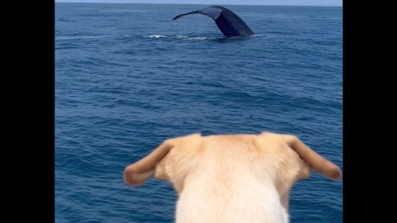 Rescue dog enjoys first look at blue whale, footage is ‘priceless’ – MASHAHER