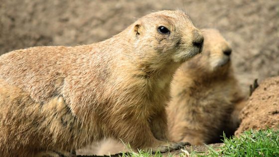 Prairie dogs will not return to the El Paso Zoo – MASHAHER