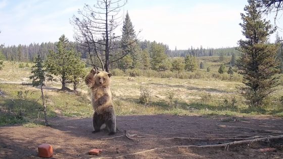 Grizzly bear cub breaks out moves in hilarious trail-cam footage – MASHAHER