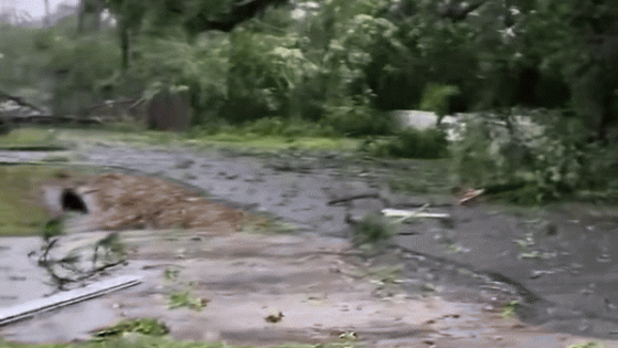 Trees and Power Lines Downed After Possible Tornado in Tallahassee – MASHAHER