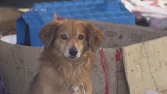 Makeshift shelter saves hundreds of dogs amid floods in southern Brazil – MASHAHER