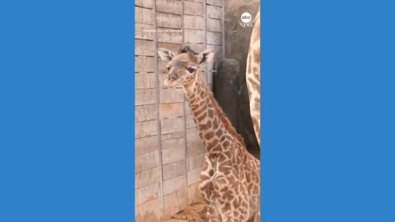 WATCH: Birth of baby giraffe surprises Houston Zoo – MASHAHER