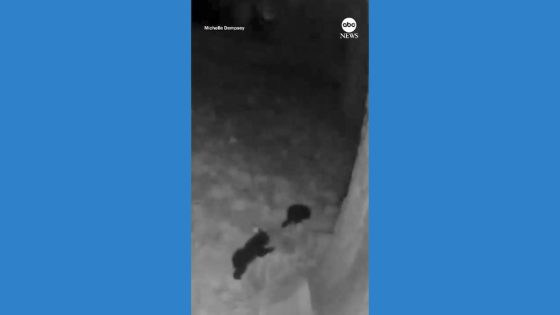 WATCH: Little bears spotted in California’s Big Bear Valley – MASHAHER