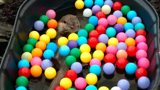 Video Meet Molly, a wild otter that splashes into fun in National Geographic’s new special – MASHAHER