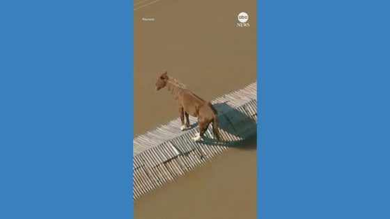 WATCH: Horse rescued after being stranded on rooftop amid flooding in Brazil – MASHAHER