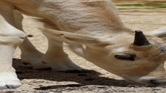 WATCH: Disney’s Animal Kingdom welcomes rare baby addax – MASHAHER