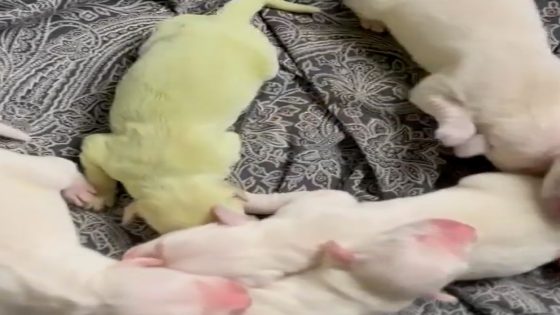 WATCH: A puppy named Shamrock was born with green fur – MASHAHER