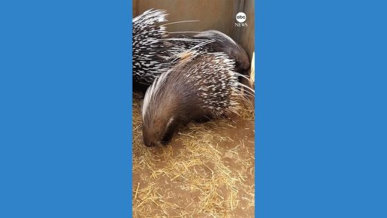 WATCH: Adelaide Zoo welcomes Cape porcupine brothers – MASHAHER