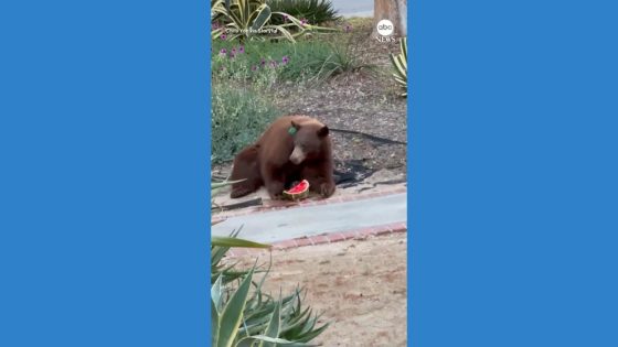 WATCH: Bear treats itself to watermelon from California family's fridge – MASHAHER