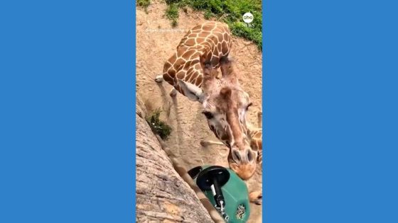 WATCH: Zoo sets up new pulley system for giraffes – MASHAHER